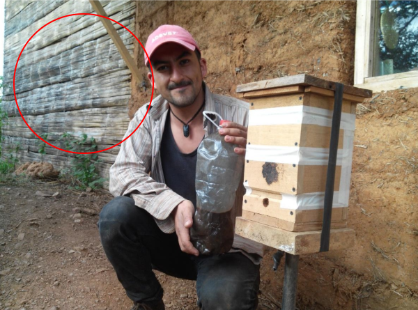 Appât_pour_abeilles_Melipona_Capture.PNG