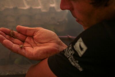 Elevage_de_grillons_comestibles_NDM-CricketBreeding-IMG_7176_Sidonie_Frances_-_Low-tech_Lab.jpg